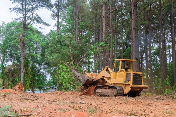 Cost of Trees Clearing in Aurora