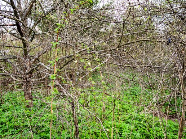 Cost of Underbrush Clearing in Aurora