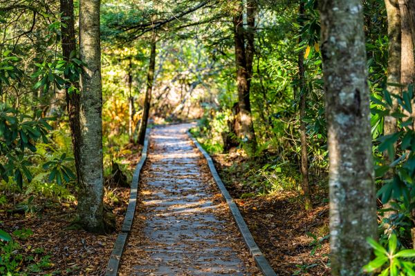 Cost of Trail Clearing in Aurora